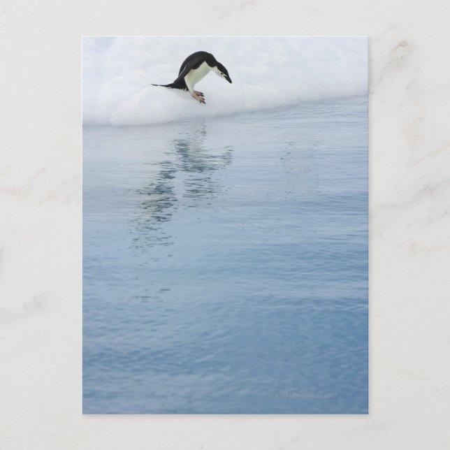 Gentoo penguin (Pygoscelis papua) Postcard (Front)