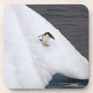 Gentoo penguin Pygoscelis papua) standing Coaster