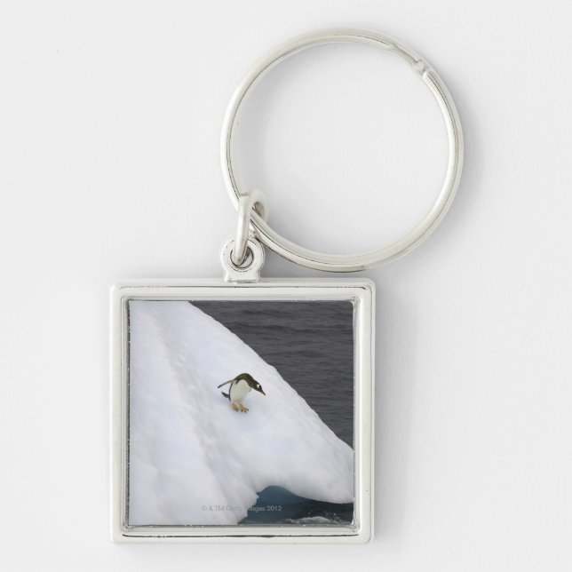 Gentoo penguin Pygoscelis papua) standing Keychain (Front)