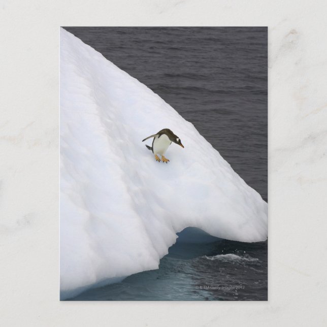 Gentoo penguin Pygoscelis papua) standing Postcard (Front)