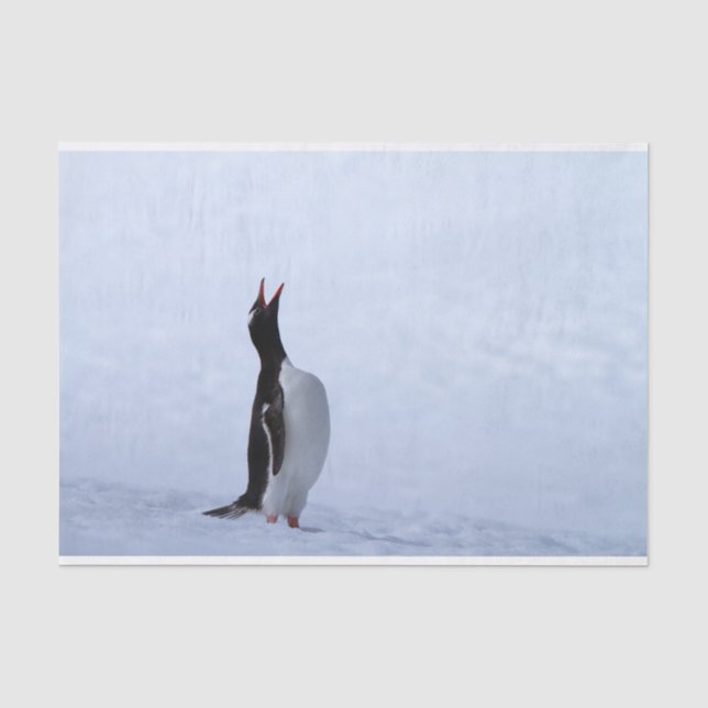 Gentoo penguin tissue paper (Front)