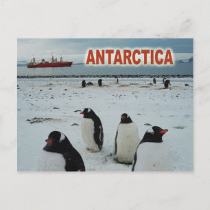 Gentoo Penguins, Antarctic Peninsula Postcard