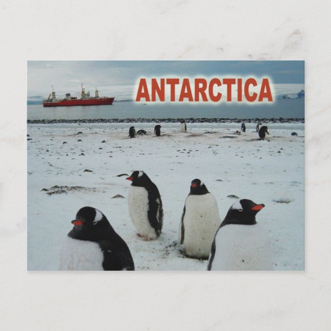 Gentoo Penguins, Antarctic Peninsula Postcard (Front)