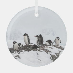 Gentoo penguins, Antarctica, Vernadsky Station. Glass Ornament