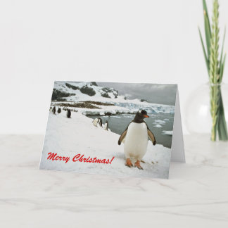 Gentoo Penguins in Antarctica Christmas Card
