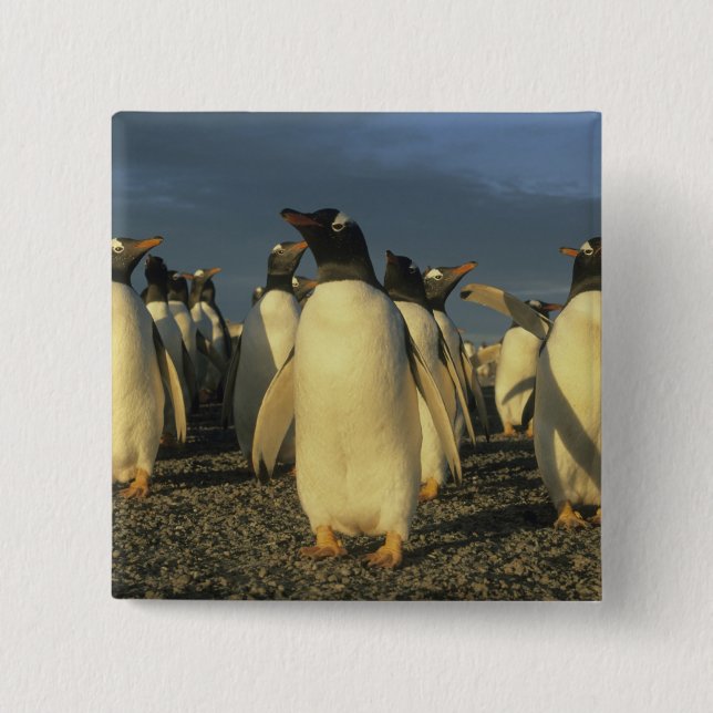 Gentoo Penguins, (Pygoscelis papua), Falkland 2 Inch Square Button (Front)