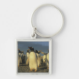 Gentoo Penguins, (Pygoscelis papua), Falkland Keychain