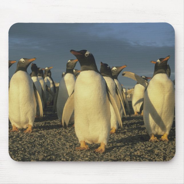 Gentoo Penguins, (Pygoscelis papua), Falkland Mouse Pad (Front)
