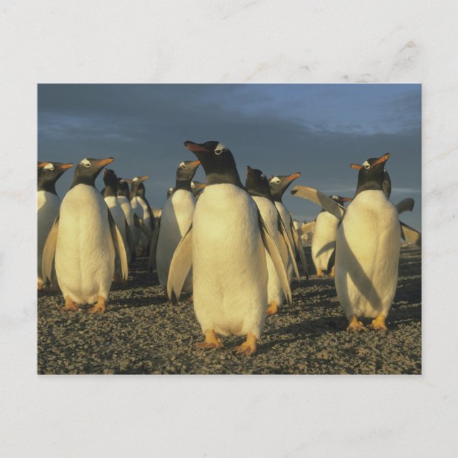 Gentoo Penguins, (Pygoscelis papua), Falkland Postcard (Front)