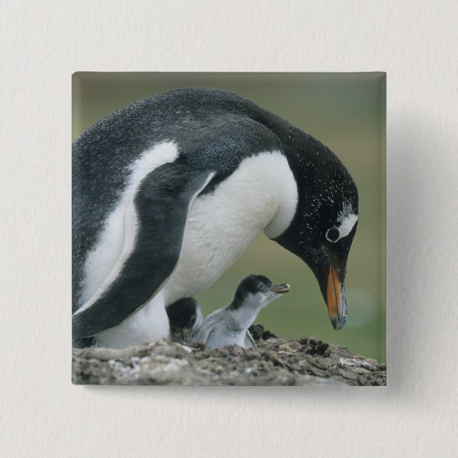 Gentoo Penuin, (Pygoscelis papua), Falkland 2 Inch Square Button (Front)