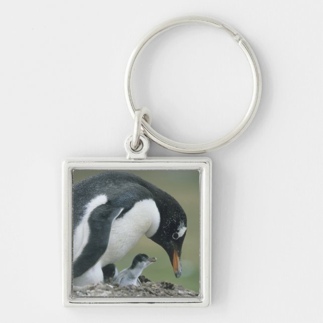 Gentoo Penuin, (Pygoscelis papua), Falkland Keychain (Front)