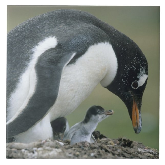 Gentoo Penuin, (Pygoscelis papua), Falkland Tile (Front)
