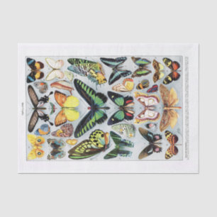 Genuine (not AI) Vintage Butterfly Chart Tissue Paper
