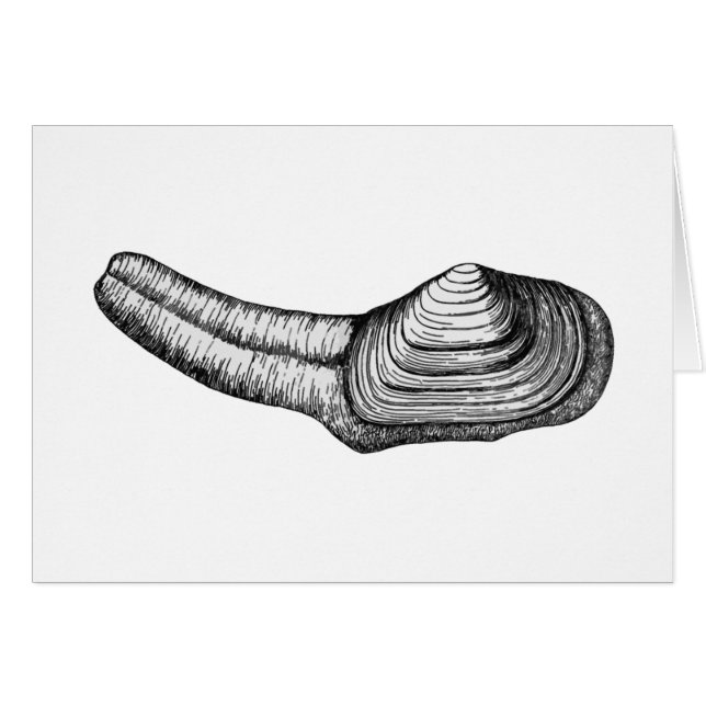 Geoduck Clam (black and white illustration) (Front Horizontal)