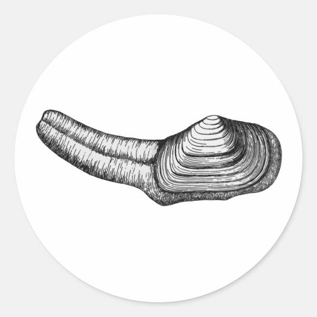 Geoduck Clam (black and white illustration) Classic Round Sticker (Front)