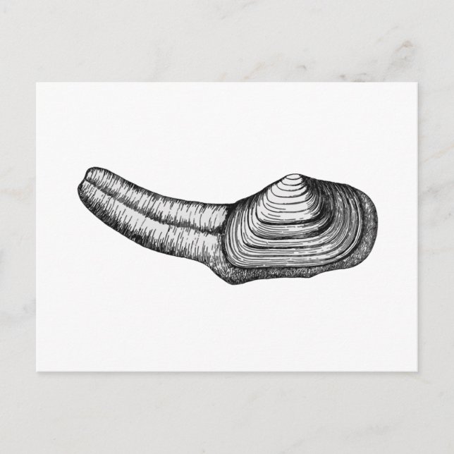 Geoduck Clam (black and white illustration) Postcard (Front)