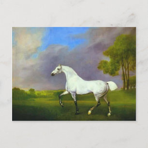 George Stubbs- A Grey Horse Postcard