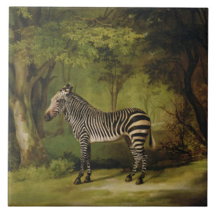 George Stubbs   A Zebra, 1763 (oil on canvas) Tile