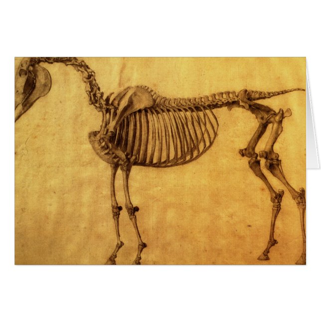George Stubbs | Finished Study for the First Skele (Front Horizontal)