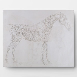 George Stubbs Illustration from 'The Anatomy of Plaque