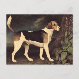 George Stubbs   Ringwood, a Brocklesby Foxhound, 1 Postcard