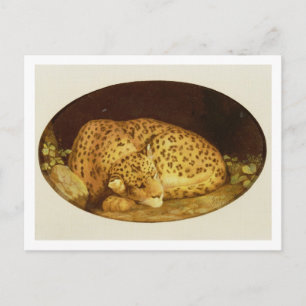 George Stubbs   Sleeping Leopard, 1777 (enamel on  Postcard