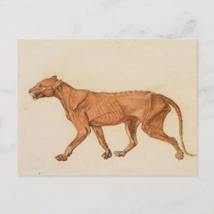 George Stubbs Tiger, Lateral View, Skin Removed, Postcard