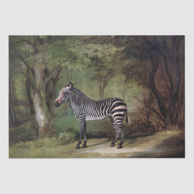 George Stubbs | Zebra (1763) Tissue Paper (Front)
