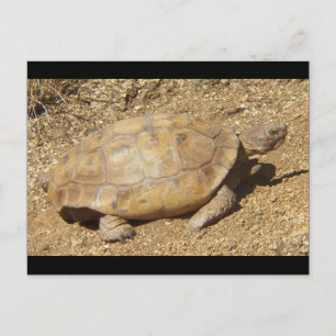George the desert tortoise postcard