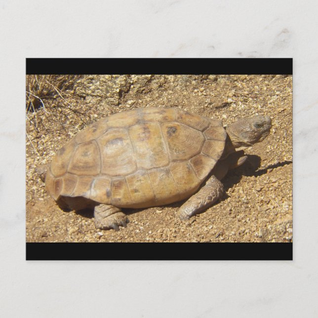 George the desert tortoise postcard (Front)