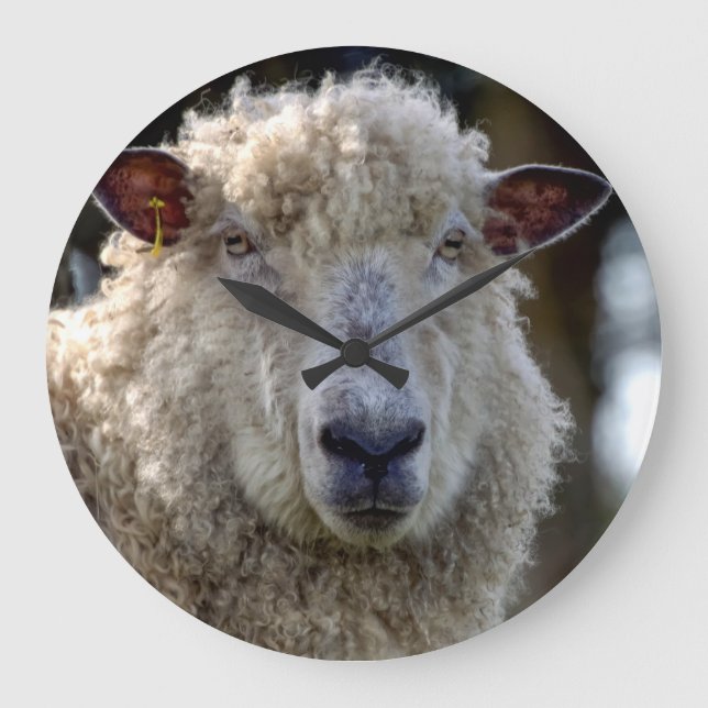 'George' The Sheep Photo Clock (Front)
