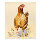 George's Hen and her Chicks 2007