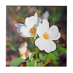 Georgia Cherokee Rose Tile