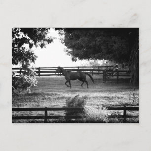 Georgia Horse en course sur carte postale été