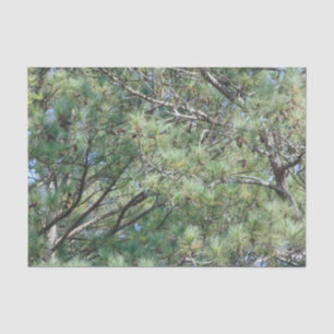 Georgia Pine Tree Branches 074 Tissue Paper