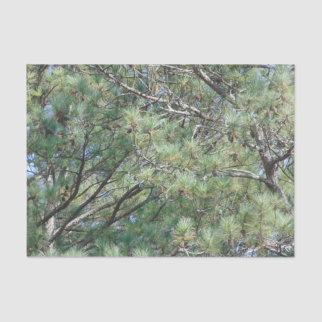 Georgia Pine Tree Branches 074 Tissue Paper (Front)