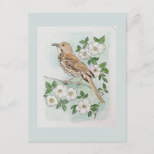 Georgia state bird and flower postcard