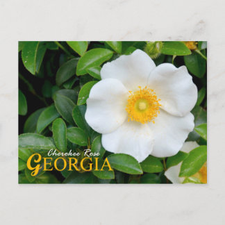 Georgia State Flower: Cherokee Rose Postcard
