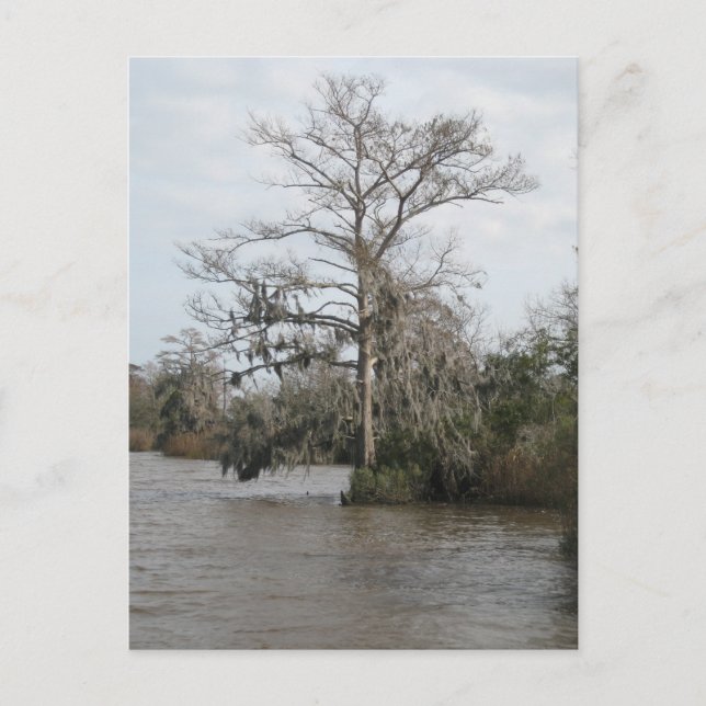 Georgia's swamp postcard (Front)