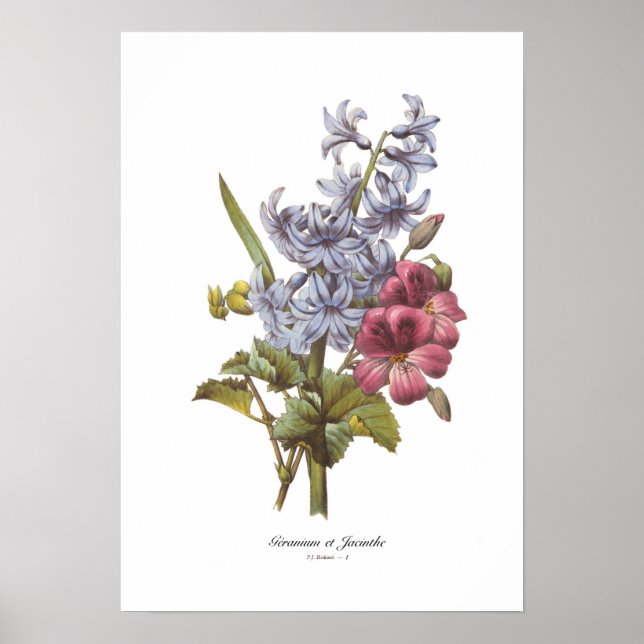 Geranium and Hyacinth Poster (Front)