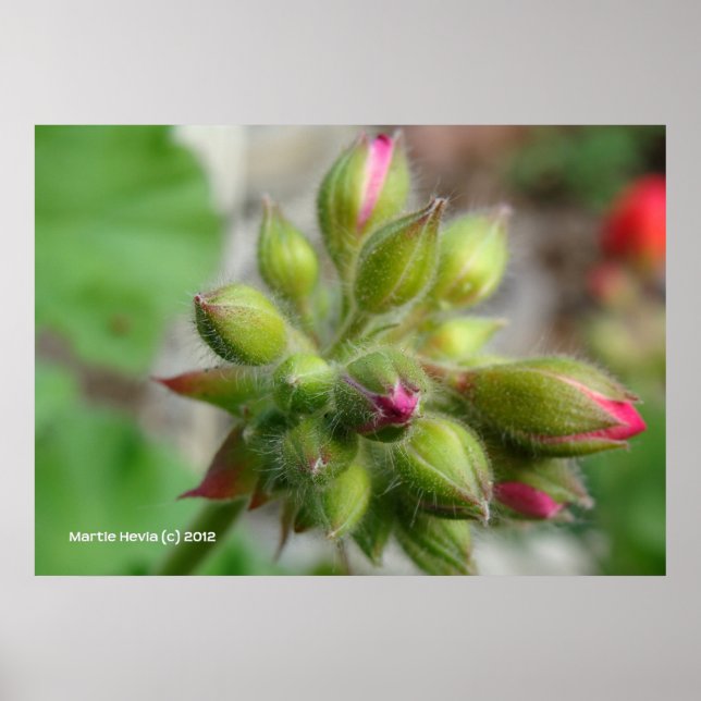 Geranium Buds Poster (Front)