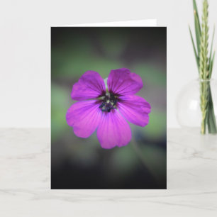 Geranium, card