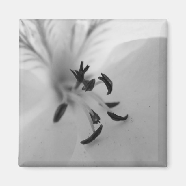 Geranium Centre B&W Magnet (Front)