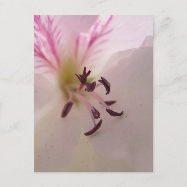 Geranium Centre Postcard (Front)