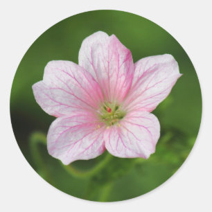 Geranium Classic Round Sticker