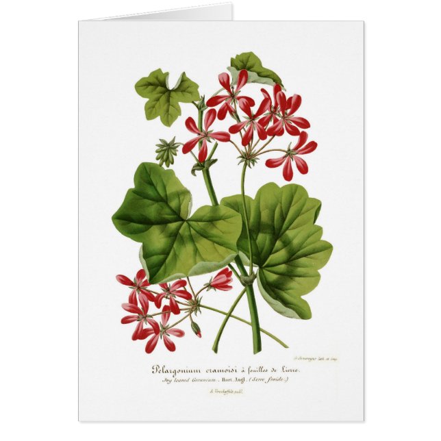géranium de Lierre-feuille (Devant)