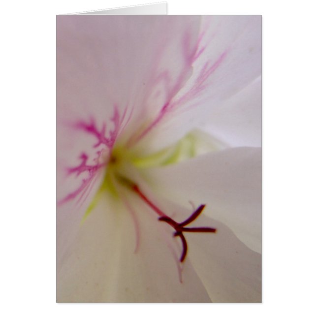 Geranium Detail Card (Front)