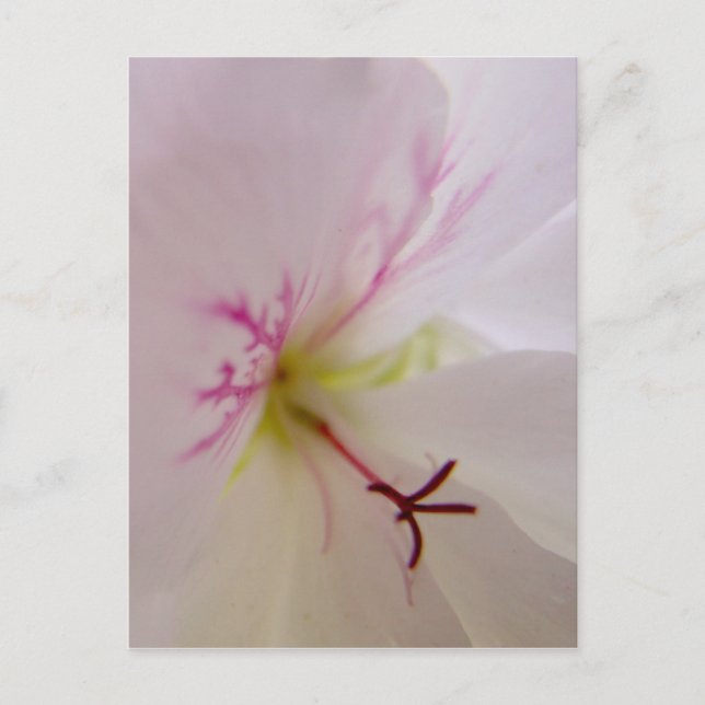 Geranium Detail Postcard (Front)