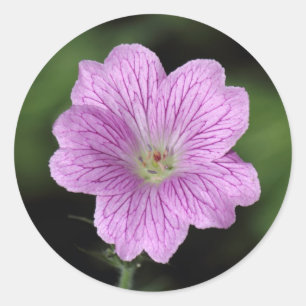 Geranium Endressii Classic Round Sticker