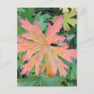 Geranium Leaf Postcard